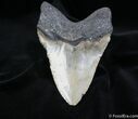 Inch Megalodon Tooth #1174-2